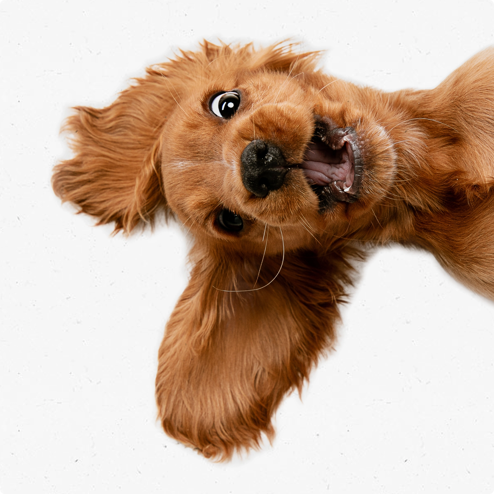 Фонд защиты животных «Шанс», создано в edemchenko.ru